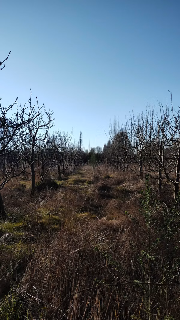 VENDO PREDIO AGRICOLA 4.4 HA /1.5 HA CEREZOS REGINA/2 CASA + POZO. SECTOR EL CARMEN