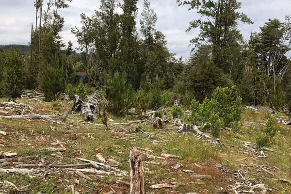 71.57 ha carahue - las araucarias