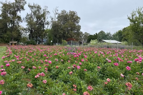 Predio con cultivo de peonias