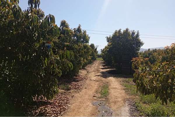 Rebajado!!! venta terreno paltos en productividad