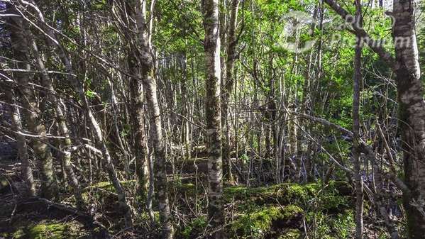 Parcela Agrícola con bosque nativo en venta en Lago Verde