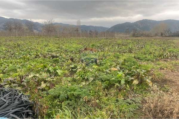 "terreno agrícola en rauco: inversión ideal"
