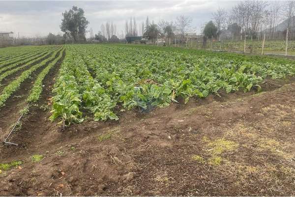 "terreno agrícola en rauco: inversión ideal"