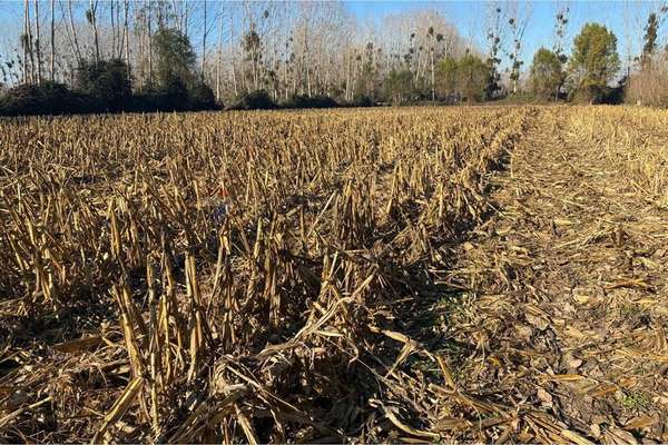 "venta terreno agrícola en coltauco"