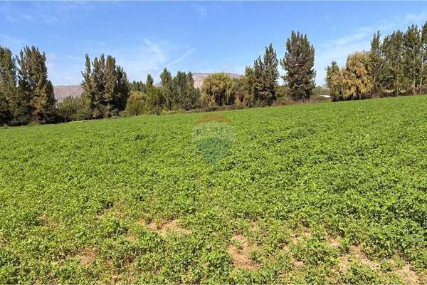Venta terreno agrícola, coltauco