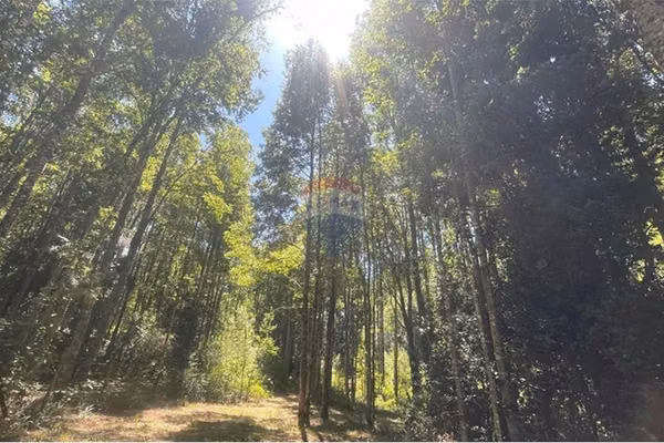 Vende parcela pucon - caburgua