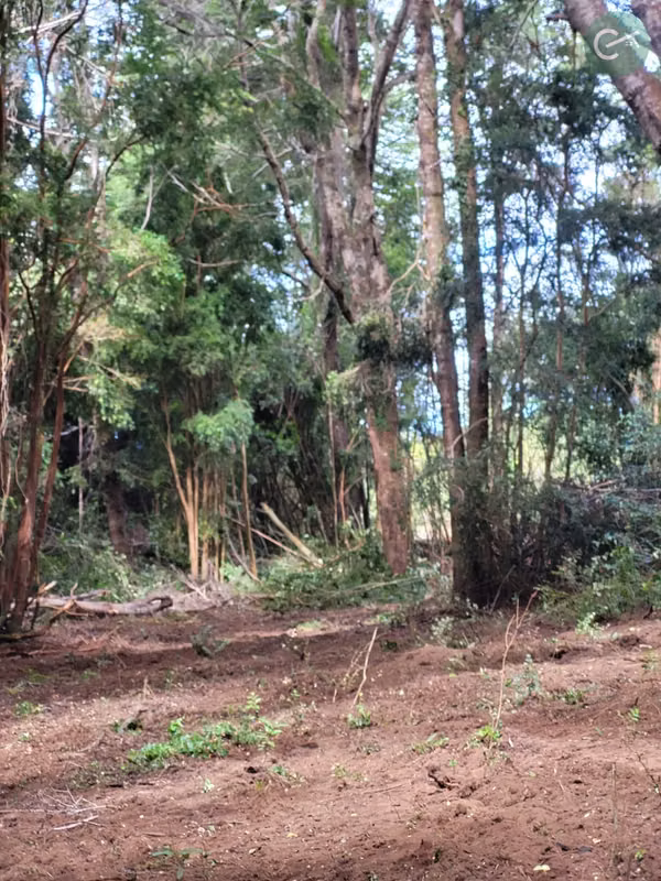PARCELAS EN VENTA EN ISLA LEMUY, CHILOÉ | DOCUMENTACIÓN AL DÍA | LISTAS PARA COMPRAR