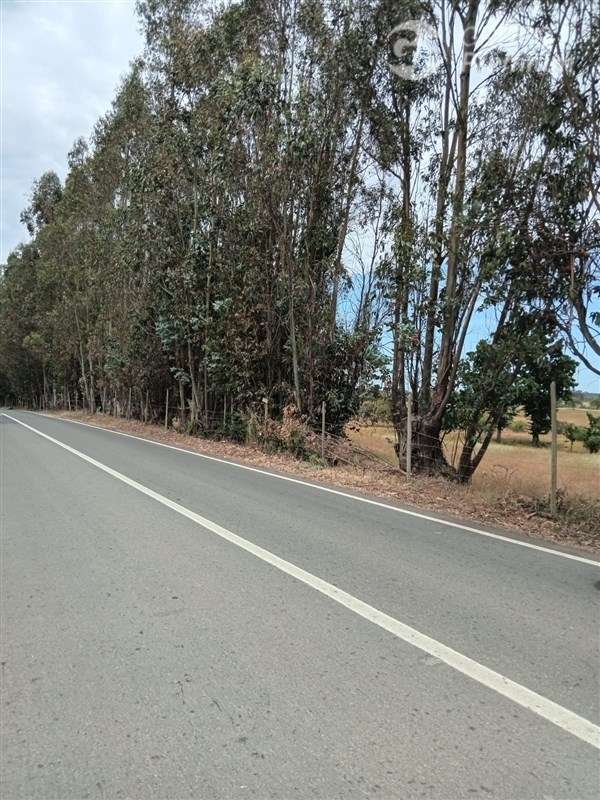 Venta Parcela Plana 6,3 has C/Casa ruta I-148 en Litueche