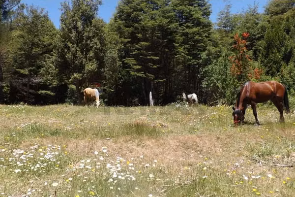 Campo en venta en pucón 200 hectáreas