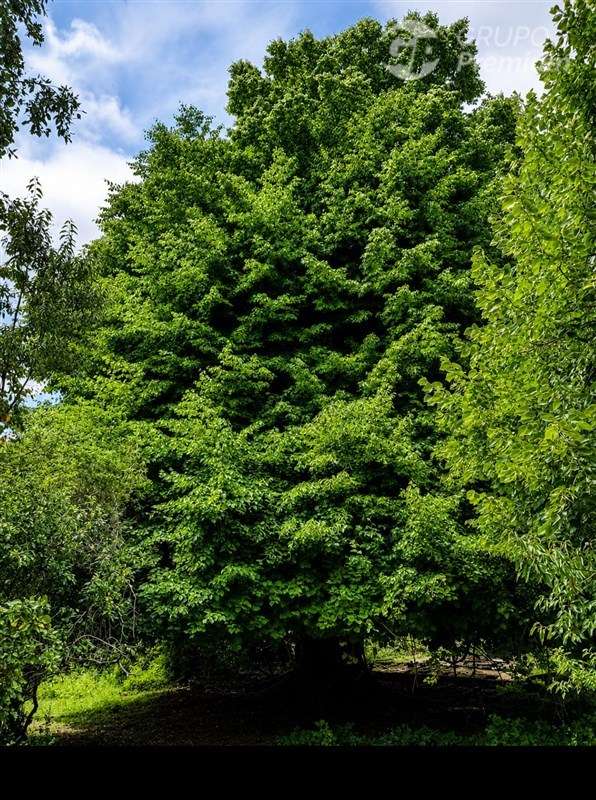 Agrícola en Venta en Gorbea