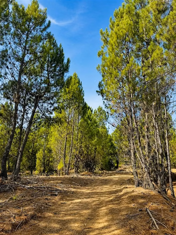 Parcelas en Parral 5.000 m2 rol propio a min. atractivos