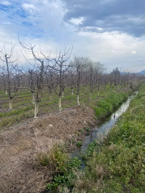 Predio Agrícola 13ha con 7ha de Cerezos en Producción Rauco