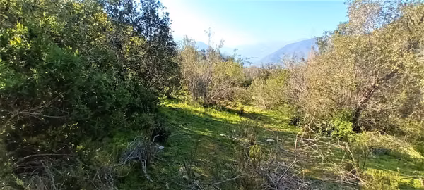 Venta de terreno con bosque nativo de 6,5 há, en Olmué. 200 M$