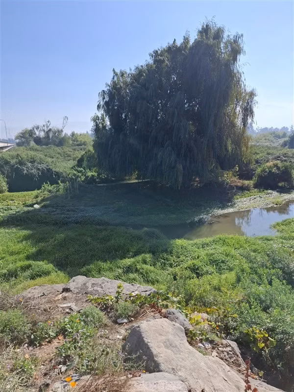 AP675 Parcela de 9,9 hás. sector Puente nuevo San Francisco