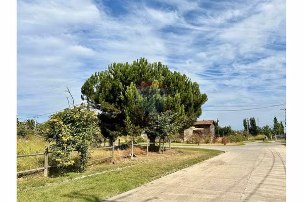 Olivar sexta región | oportunidad de inversión.