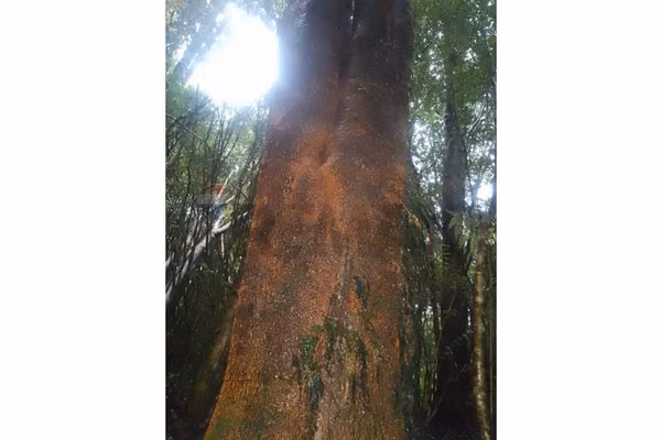 Venta terreno 97 hectáreas sur de chile!