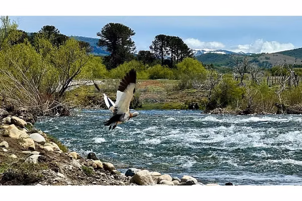 Venta parcelas río bio bio. lonquimay