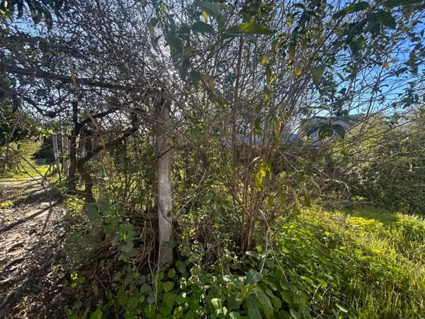 Venta excelente oportunidad terreno en Belloto