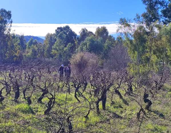 Terreno en San Javier