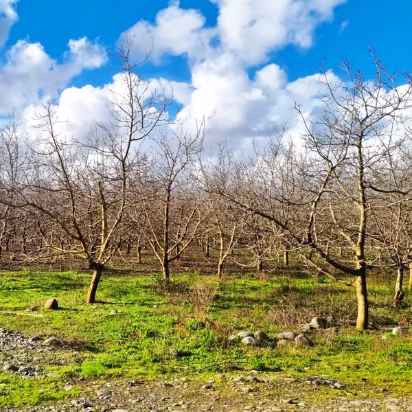 VENDO CAMPO DE 500 HECTAREAS