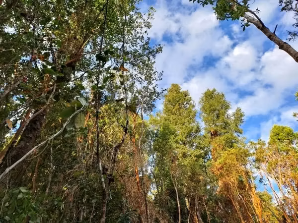 PARCELA DE 5138 M2 EN PICHIHUAPE ALTO VALDIVIA