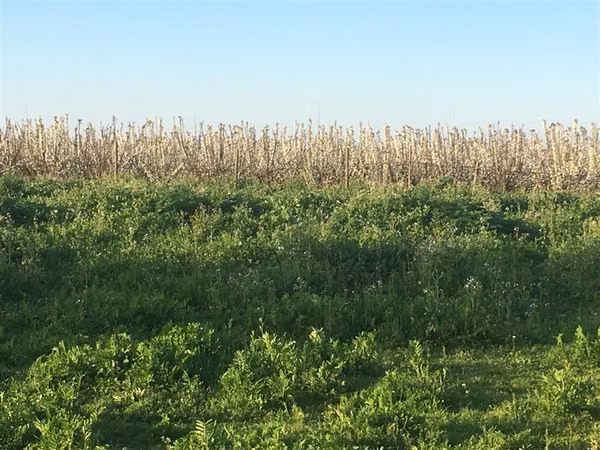 Parcela en venta en Curicó Fundo Los Castaños
