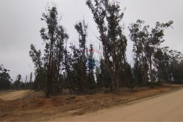 Se vende terreno 20.000 m, comuna de algarrobo