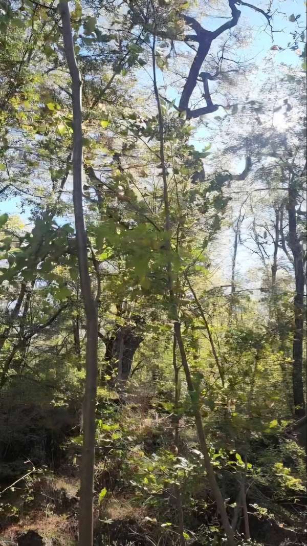 Terreno, Termas de Chillán, Las Trancas, 2.000m2