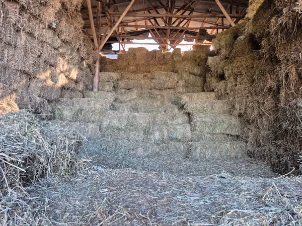 FARDOS DE ALFALFA