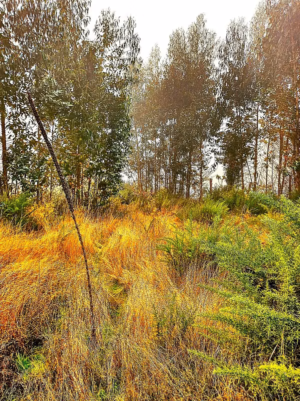 4 HECTÁREAS  INDÍGENAS CON ORILLA DE RÍO EN SECTOR RENGALIL
