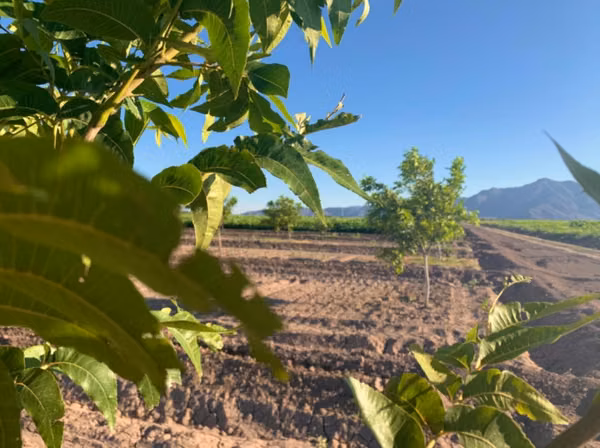 Se Arriendan 7 Hectáreas en producción de Nueces, La Peña (Nogales)
