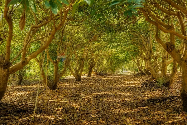 Campo agrícola 24,32 ha san pedro quillota
