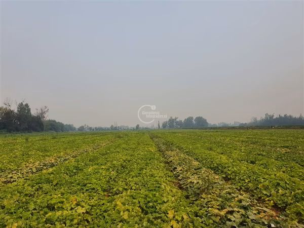 Agrícola en arriendo en Pelarco