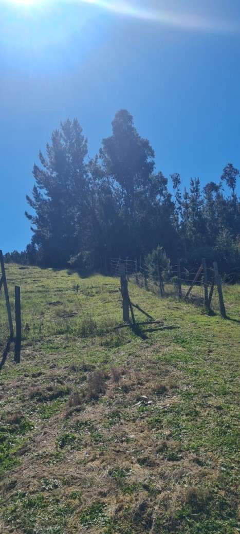 PARCELAS DE 5.000 M2 EN SECTOR NININCO, ANGOL, LA