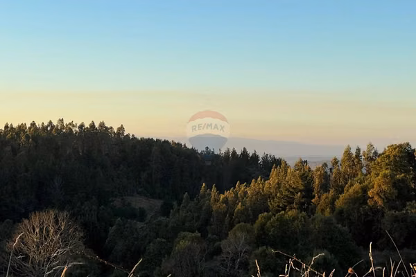 Nueva imperial: 15 hectáreas