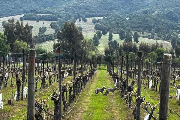 Viña en venta - pircas de apalta - santa cruz