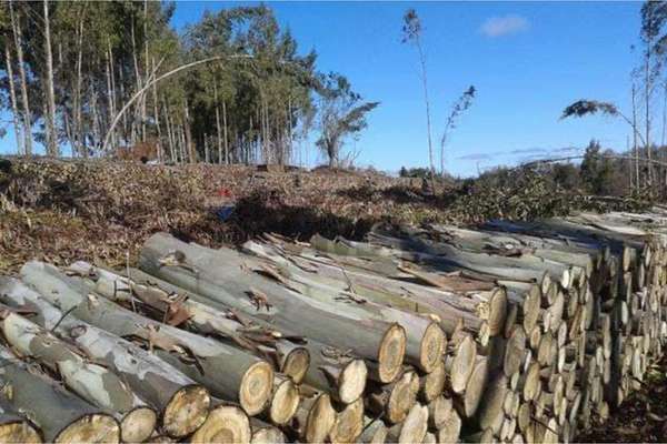 "invierte en terreno residencial en traiguén"
