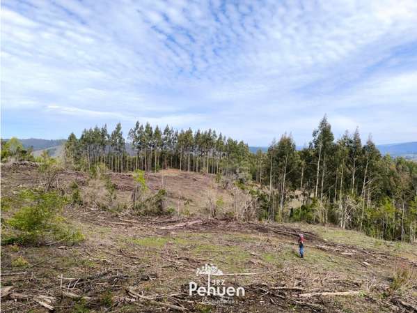 Campo 12 Ha en Venta camino Alerce Costero La Unión
