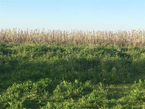 Parcela en venta en Curicó Fundo Los Castaños