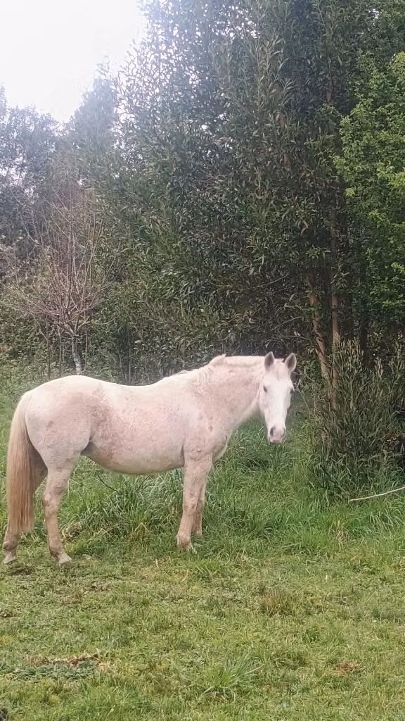 VENDO DOS CABALLOS CHILENOS SIN PAPELES DE DESCENDENCIA