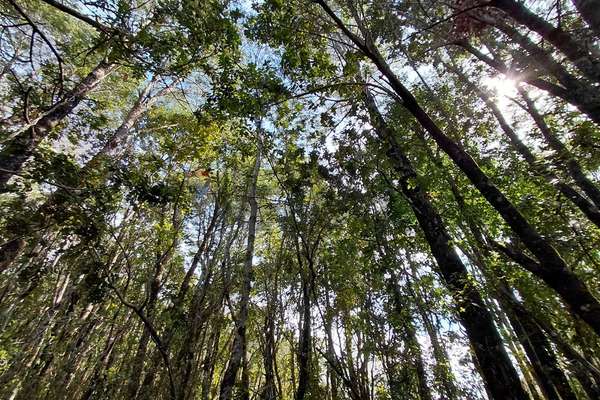 Venta de parcela con acceso al río trancura