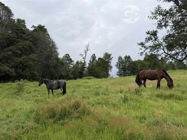 Venta- Parcelas -Villarrica-entre Pucón y Villarrica