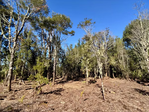 Parcela 5.435 m² con bosque nativo – Troncos Milenarios, Puerto Montt