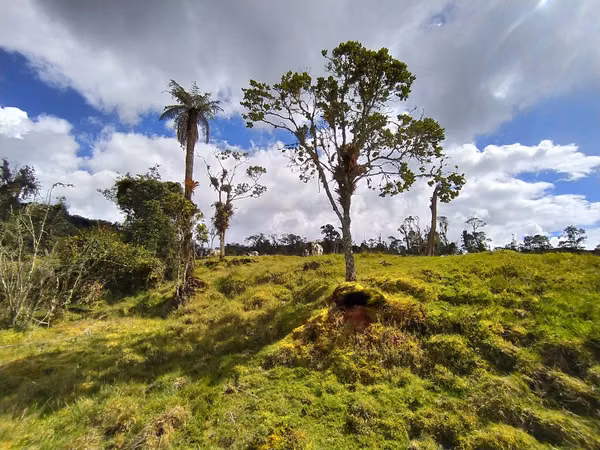 Sell Finca Livestock in Fómeque Cundinamarca