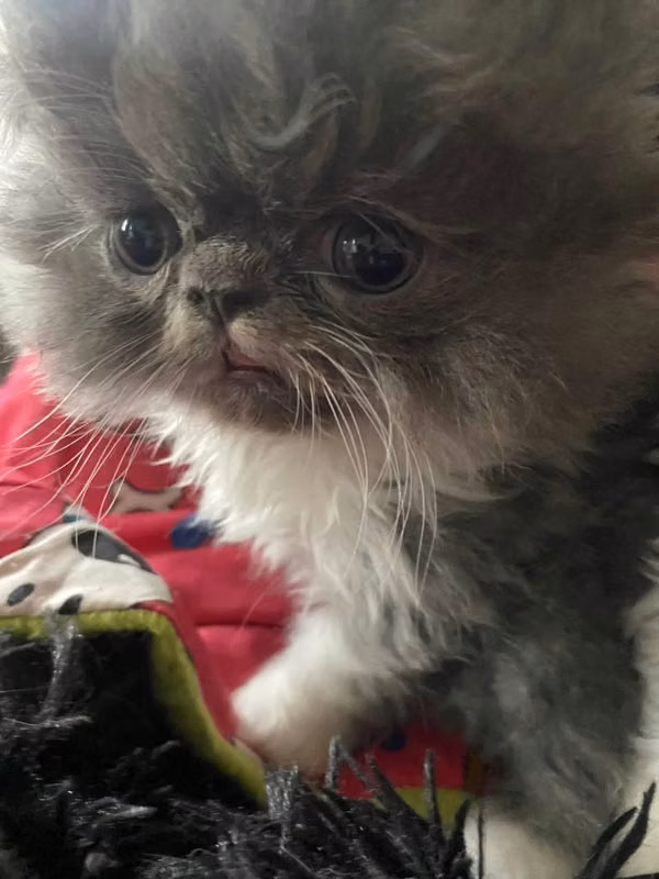 Últimos gatitos persa machos