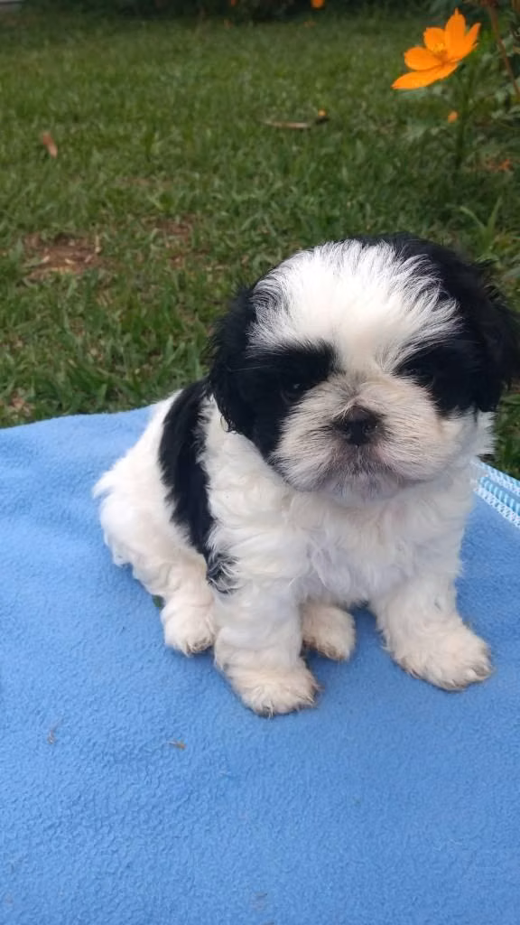Hermoso y tierno cachorrito shitzu mini