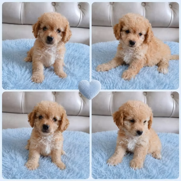 Hermoso cachorrito frespoodle mini Toy macho