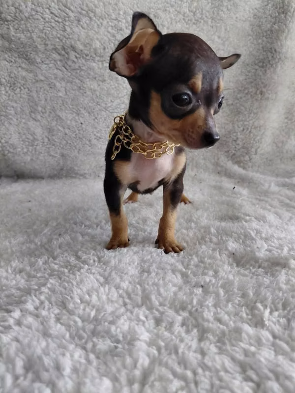 Hermoso cachorrito pinchér miniatura
