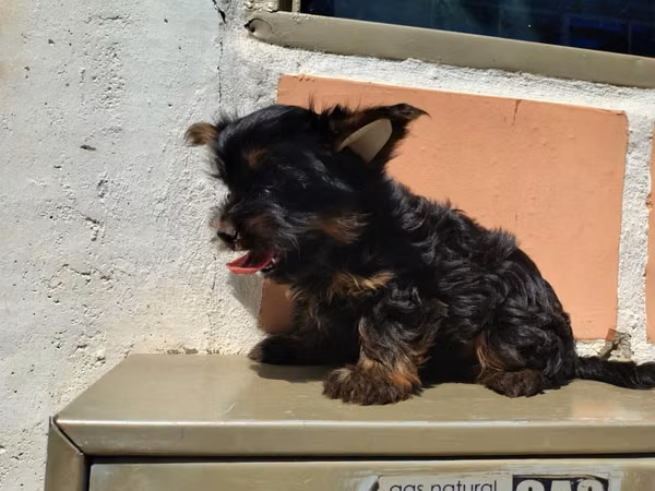 Mascotas y más