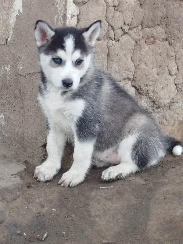 Husky siberiano